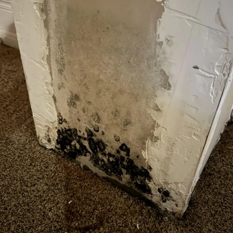Professional Mold Removal in Plainview, TX